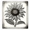 Vintage-style Engraved Sunflower In Frame: Black-and-white Block Print