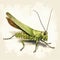 Vintage-style Grasshopper Illustration With Detailed Science Fiction Elements