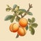 Vintage-style Hyper-detailed Apricot Illustration With Rembrandtesque Touch