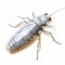 Vintage-style Illustration Of Silverfish On White Background