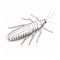 Vintage-style Illustration Of Silverfish On White Background