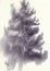 Vintage style monochrome illustration of pine tree