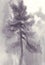 Vintage style monochrome illustration of pine tree