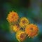 Vintage style photo of Common everlasting