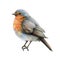 Vintage style robin bird illustration. Hand drawn wildlife songbird. Beautiful retro style realistic robin image element