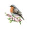 Vintage style robin bird with tender flowers illustration. Hand drawn songbird and spring flower decor. Beautiful retro