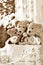 Vintage style teddy bear family- sepia effect