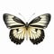 Vintage-style Zebra Longwing Butterfly Illustration On White Background