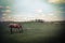 Vintage summer landscape with horse at pasturage