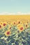 Vintage sunflowers