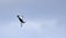 Vintage Supermarine Spitfire MK Vc G-AW11 AR501 in flight .