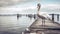 Vintage Swan: A Characterful Animal Portrait On An Old Pier