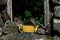 Vintage teapot beside antique stone wall and window