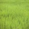 Vintage tone of farm rice paddy field