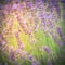 Vintage tone image busy bee on blossoming lavender on field