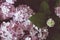 Vintage tone of Pink hydrangea flowers