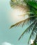 Vintage toned palm tree,summer tree ,retro,coconut tree with copy space