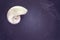 Vintage toned pearl shell of nautilus on dark slate background,