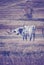 Vintage toned Texas Longhorn grazing in a dry autumn pasture