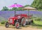 A vintage tractor against a background of vibrant purple lavender