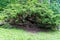 Vintage tree stands majestically on the edge of a rolling, verdant hillside