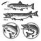 Vintage trout fishing emblems, labels and design