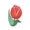 Vintage tulip flower vector illustration.