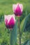 Vintage tulips