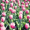 Vintage tulips in a garden