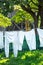 Vintage underpants drying in a sunny garden