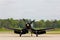 Vintage USN F4U Corsair fighter plane.