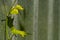 Vintage vine on the background of a metal fence