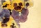 Vintage viola flowers background