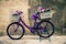 Vintage violet bike bicycle with box of flowers, Italy