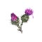 Vintage watercolor buds of thistle, wild flowers, meadow herbs