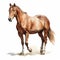 Vintage Watercolor Horse Illustration On White Background