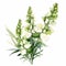 Vintage Watercolor Illustration Of Foxglove Flowers In White And Green Style