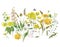 Vintage watercolor set of summer yellow meadow wildflowers