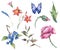 Vintage watercolor set of wild flowers, meadow herbs, butterfly, poppy, leaves, twigs, buds