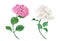 Vintage wateroclor collection of pink hydrangea and white rose