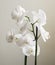 Vintage white orchids. Retro white orchids