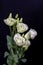 Vintage white showy prairie gentian bouquet macro on black background