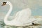 Vintage white swan on lake painting