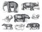 Vintage wildlife collection with elephant, rhino, hippo, tapirus, wild boar. wild animals. illustration of wildlife set. hand draw