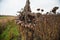Vintage withered sunflowers in the field