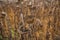 Vintage withered sunflowers in the field