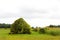 Vintage wood barn overrun by grapevine in field