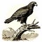 Vintage Woodcut Engraving Of Eagle: Dark Academia Halloween Clipart