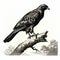 Vintage Woodcut Engraving Of Hawk: Dark Academia Halloween Clipart