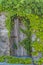 Vintage wooden gate with rustic metal hinges in an old stone wall coverd in green vines